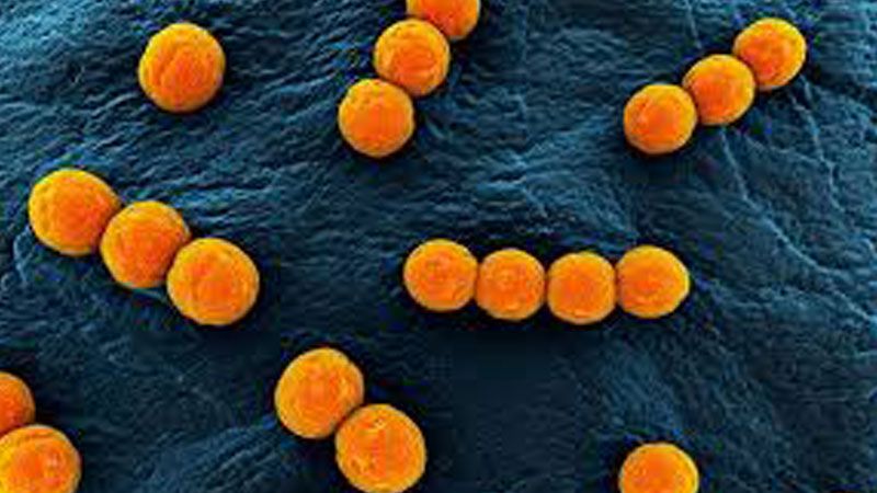 بكتيريا على جلد البشر تقي من السرطان